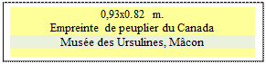Zone de Texte: 0,93x0.82 m.
Empreinte de peuplier du Canada
Mus�e des Ursulines, M�con


